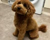 Toy Poodle