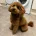 Toy Poodle