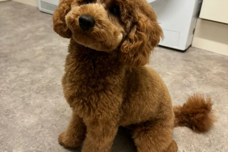 Toy Poodle