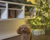 Toy Poodle