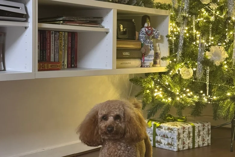 Toy Poodle