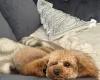Toy Poodle