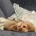 Toy Poodle