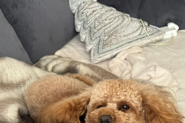 Toy Poodle