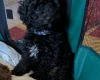 Toy Poodle