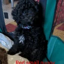 Toy Poodle