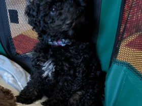 Toy Poodle