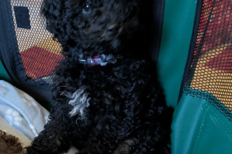 Toy Poodle