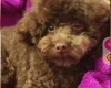 Toy Poodle