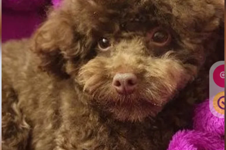 Toy Poodle