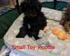Toy Poodle