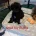 Toy Poodle