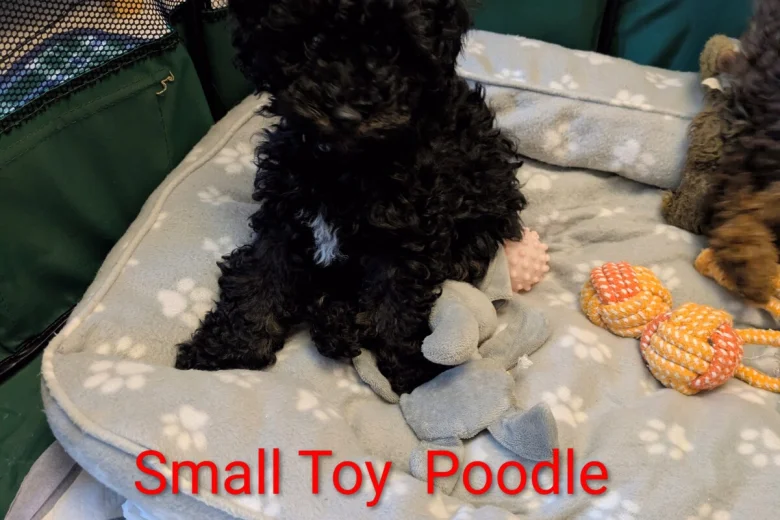 Toy Poodle
