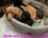 Toy Poodle