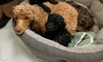 Toy Poodle