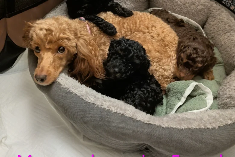 Toy Poodle