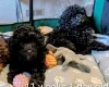 Toy Poodle