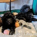 Toy Poodle