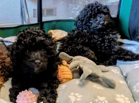 Toy Poodle