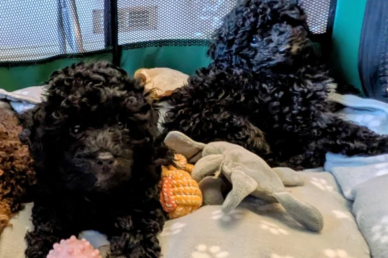 Toy Poodle