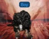 Toy Poodle