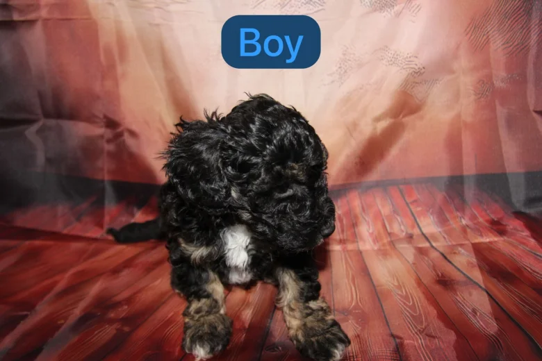 Toy Poodle