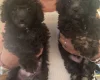 Toy Poodle