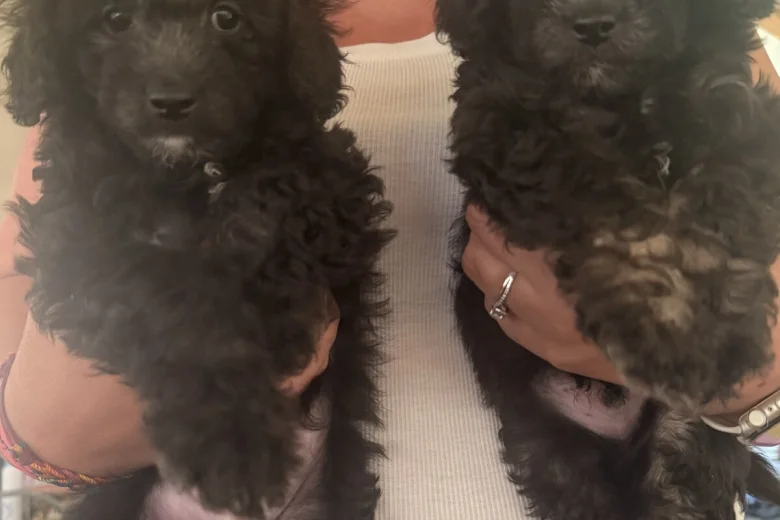 Toy Poodle