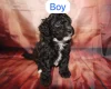 Toy Poodle