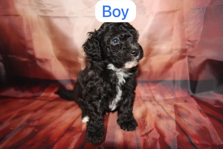 Toy Poodle