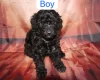 Toy Poodle