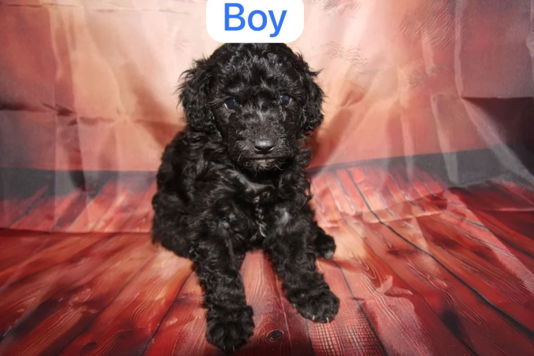 Toy Poodle