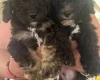 Toy Poodle