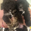 Toy Poodle