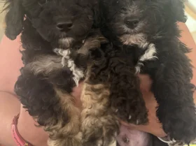 Toy Poodle