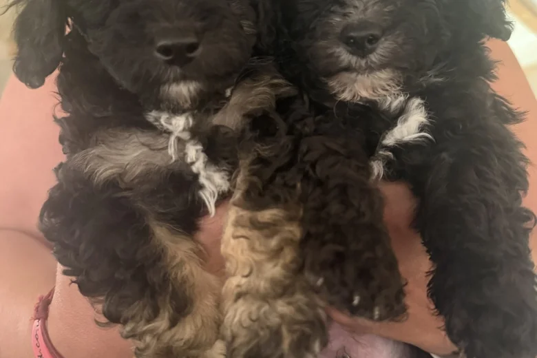 Toy Poodle