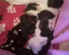 Toy Poodle