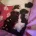 Toy Poodle