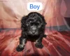Toy Poodle
