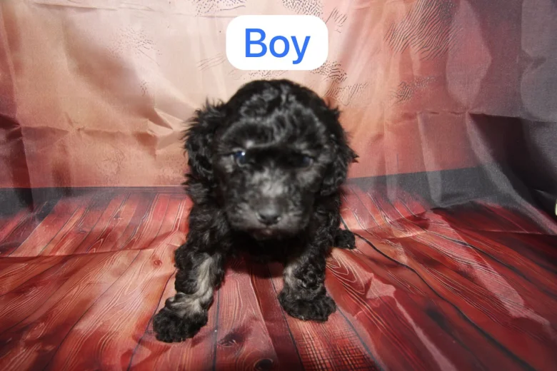 Toy Poodle