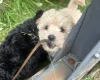 Toy Poodle