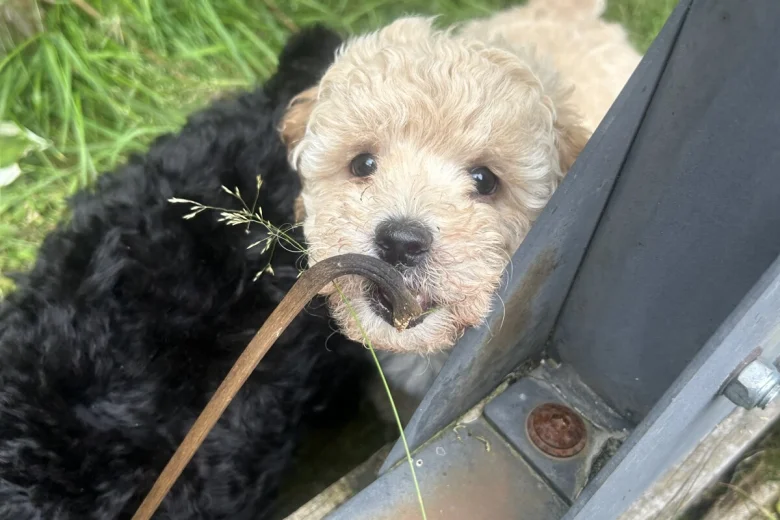 Toy Poodle