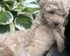 Toy Poodle