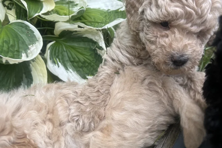 Toy Poodle