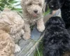 Toy Poodle