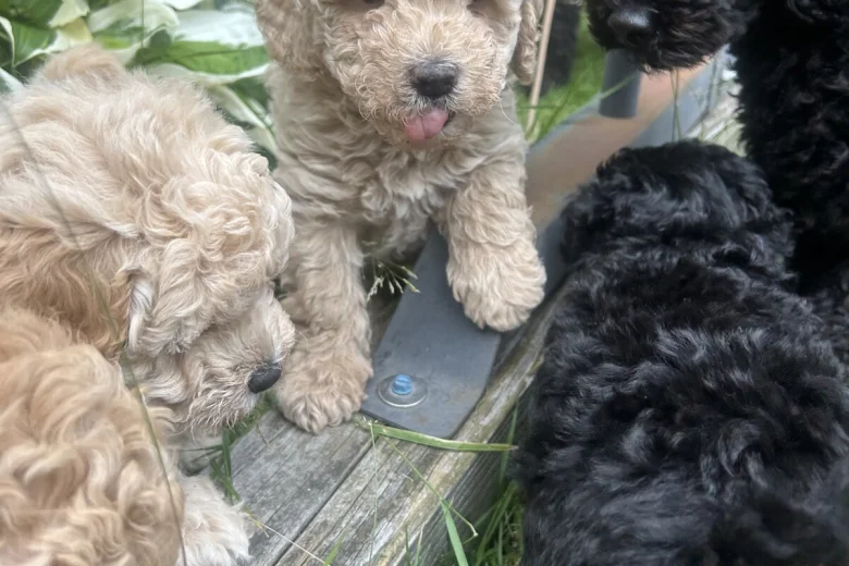 Toy Poodle