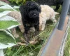 Toy Poodle