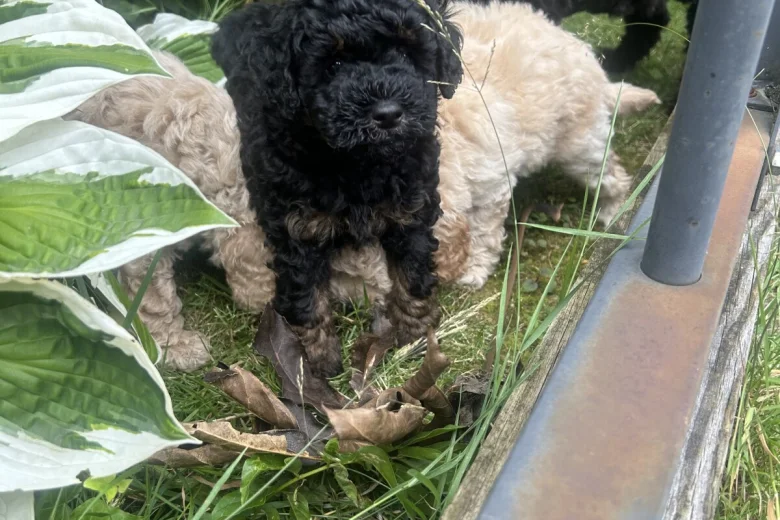 Toy Poodle