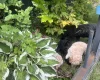 Toy Poodle