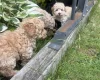 Toy Poodle